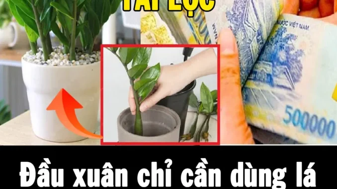 Đầu xuân chỉ cần dùng lá cắm xuống là có một chậu cây ‘hút tài lộc’ xanh tốt