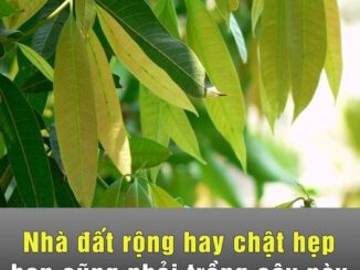 Nhà đất rộng hay chật hẹp bạn cũng phải trồng cây này ngay hôm nay