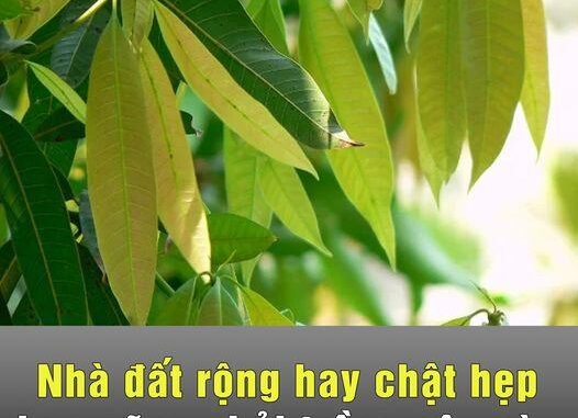 Nhà đất rộng hay chật hẹp bạn cũng phải trồng cây này ngay hôm nay