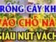 Vị trí tốt nhất để trồng Khế: Chỉ 1 cây nhỏ thôi cũng giúp gia chủ sung túc