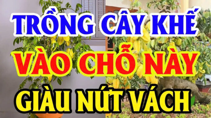 Vị trí tốt nhất để trồng Khế: Chỉ 1 cây nhỏ thôi cũng giúp gia chủ sung túc