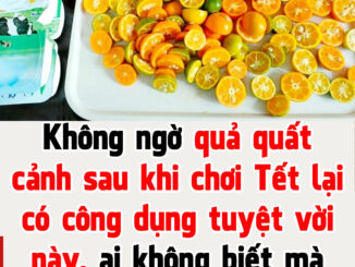 Không ngờ quả quất cảnh sau khi chơi Tết lại có công dụng tuyệt vời này, ai không biết mà vứt bỏ thì thật lãng phí