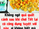 Không ngờ quả quất cảnh sau khi chơi Tết lại có công dụng tuyệt vời này, ai không biết mà vứt bỏ thì thật lãng phí