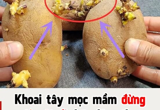 Khoai tây mọc mầm đừng vội vứt đi, hãy làm theo cách này hiệu quả không ngờ