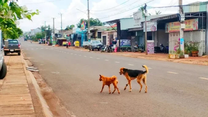 Bị chó cắn, sau 2 năm mới phát bệnh dại rồi tử vong