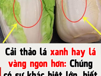 Cải thảo lá xanh hay lá vàng ngon hơn: Chúng có sự khác biệt lớn, biết để không chọn nhầm