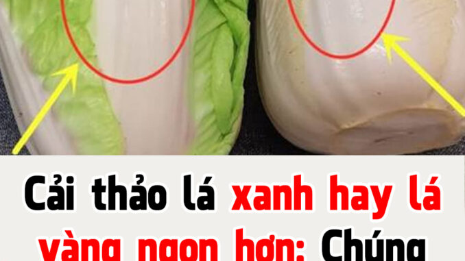 Cải thảo lá xanh hay lá vàng ngon hơn: Chúng có sự khác biệt lớn, biết để không chọn nhầm