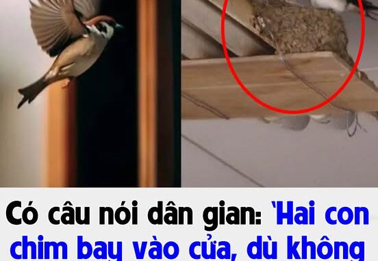 Có câu nói dân gian: ‘Hai con chim bay vào cửa, dù không giàu cũng vẫn vui’, bạn biết hai con chim này là loài gì không?