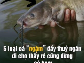 5 loại cá “ngậm” đầy thuỷ ngân, đi chợ thấy rẻ cũng đừng có ham