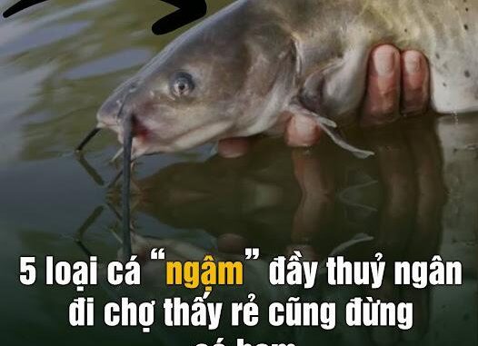 5 loại cá “ngậm” đầy thuỷ ngân, đi chợ thấy rẻ cũng đừng có ham