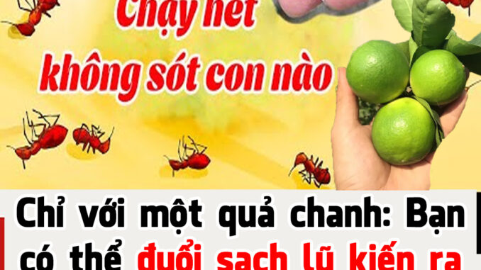 Chỉ với một quả chanh: Bạn có thể đuổi sạch lũ kiến ra khỏi nhà trong vòng nốt nhạc, một đi không trở lại