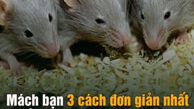 Mách bạn 3 cách đơn giản nhất để nhà không có bóng dáng con chuột nào