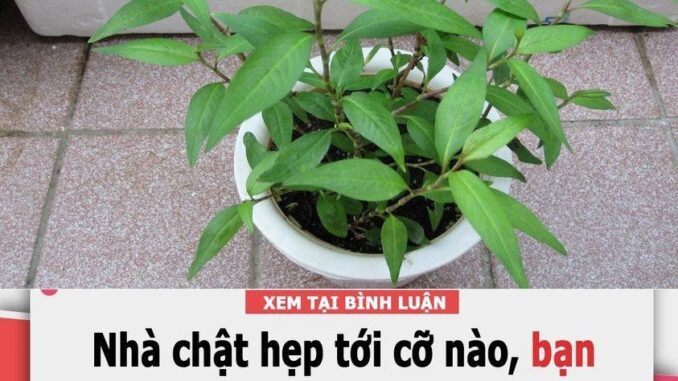 Nhất định phải trồng rau răm trong nhà, dù nhà chật hẹp cỡ nào sẽ có được công dụng thần kì này