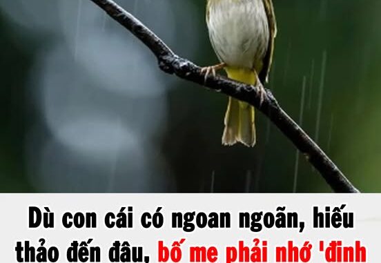 Dù con cái có hiếu thảo đến đâu, bố mẹ phải nhớ ‘định luật chim sẻ’ luôn tồn tại: Càng thấm thía càng được hạnh phúc, an nhàn