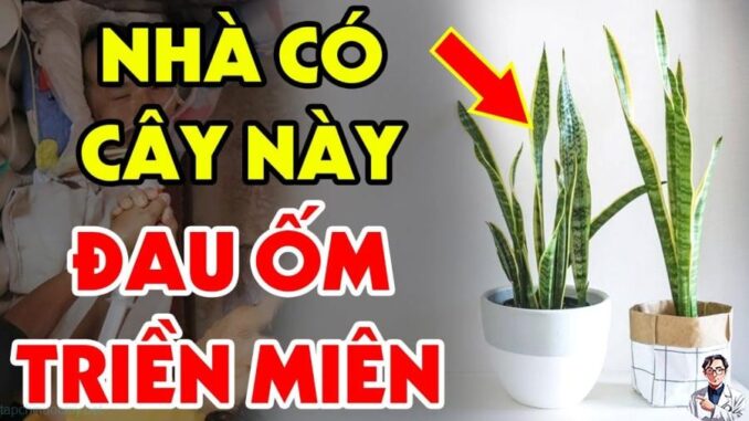 Cây lưỡi hổ xua đuổi tà ma, hút lộc vào nhà: Nhưng nhưng tuổi này đại kỵ không nên trồng cây lưỡi hổ kẻo tiền bạc trôi sông, cả đời nghèo khó