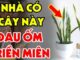 Cây lưỡi hổ xua đuổi tà ma, hút lộc vào nhà: Nhưng nhưng tuổi này đại kỵ không nên trồng cây lưỡi hổ kẻo tiền bạc trôi sông, cả đời nghèo khó