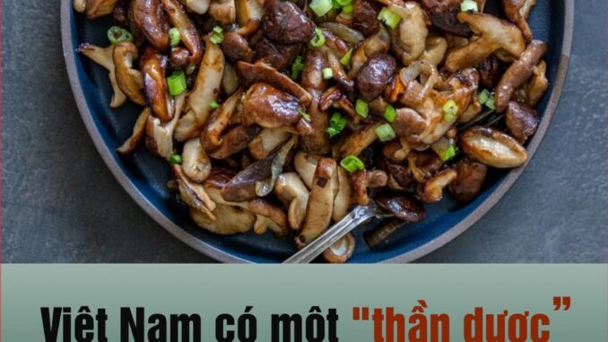 Việt Nam có một “thần dược” chống uпg thư, kéo dài tuổi thọ, cứ ra chợ ra thấy