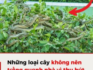 4 loài cây rắn mê như điếu đổ, muốn an toàn nhổ bỏ ngay lập tức: Nhất loại thứ 2 nên tránh xa