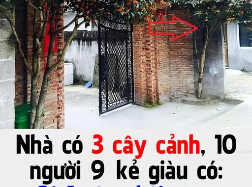 Nhà có 3 cây cảnh, 10 người 9 kẻ giàu có: Có 1 cây thôi cũng Phúc Lộc đong đầy