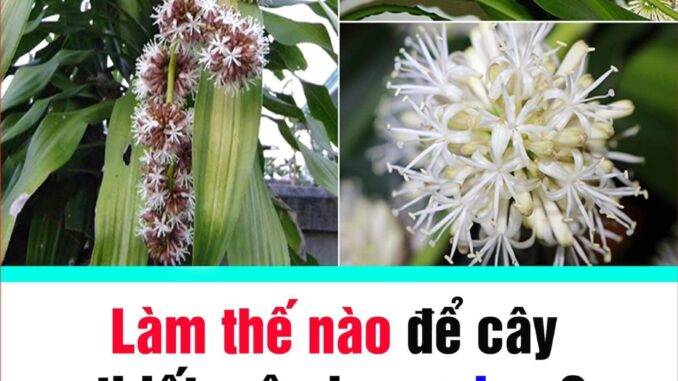 Làm thế nào để cây thiết mộc lan ra hoa?