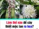 Làm thế nào để cây thiết mộc lan ra hoa?