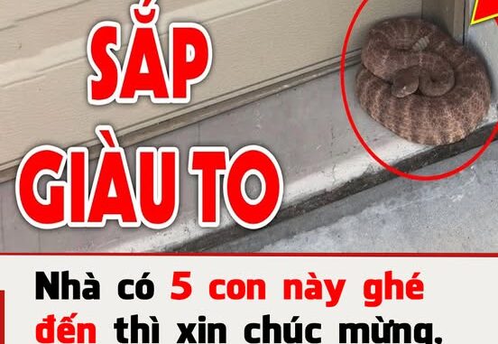 Tổ Tiên nói: ‘5 con vật là đệ tử Thần Tài, đến nhà ai nhà đó giàu, tiền tiêu không hết’, đừng đuổi đi