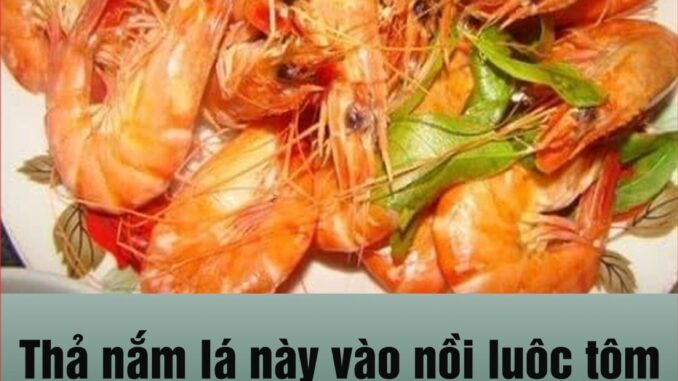 Thả nắm lá này vào nồi luộc tôm: Con nào con nấy đỏ au, ngọt lừ, 10 con như 10