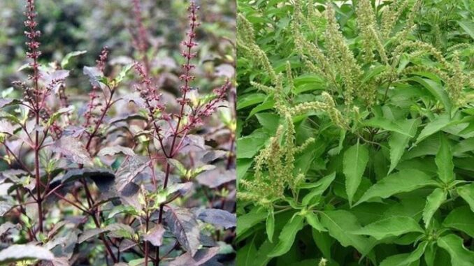 Loại cây ai ai cũng thờ ơ nhưng giúp chữa bách bện h, có nó cả năm không phải tới bệnh viện Loại cây ai ai cũng thờ ơ nhưng giúp chữa bách bện h, có nó cả năm không phải tới bệnh viện