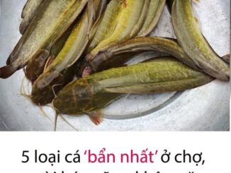 5 loại cá ‘b:ẩn nhất’ ở chợ, chứa nhiều kim loại nặng và k:ý s:in:h tr:ù:n:g, người bán cũng không ăn, có gặp cũng chớ nên m:ua