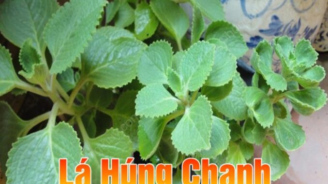 Lá húng chanh – thảo dược quý nhiều người còn chưa biết Lá húng chanh – thảo dược quý nhiều người còn chưa biết