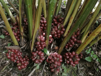 Sa nhân: Thảo dược tốt cho hệ tiêu hóa