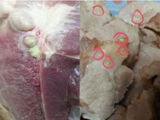 2 bộ phận của lợn chứa rất nhiều tế bào UT: Chớ dại mà ăn
