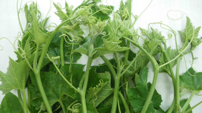 Tác dụng của rau bí đối với sức khỏe Tác dụng của rau bí đối với sức khỏe