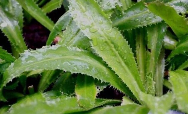 Trồng khóm mùi tàu trong nhà như có thêm ‘tủ thuốc quý’ hỗ trợ điều trị bệnh Trồng khóm mùi tàu trong nhà như có thêm ‘tủ thuốc quý’ hỗ trợ điều trị bệnh