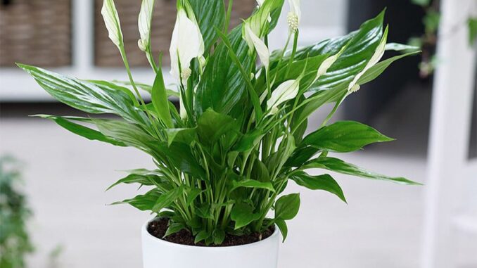 3 loại cây được ví như “điều hòa tự nhiên” : Trồng 1 cây trong nhà là mát rượi 3 loại cây được ví như “điều hòa tự nhiên” : Trồng 1 cây trong nhà là mát rượi