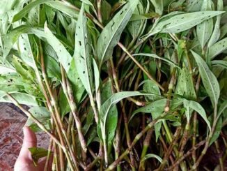 Vị thuốc Nghể răm
