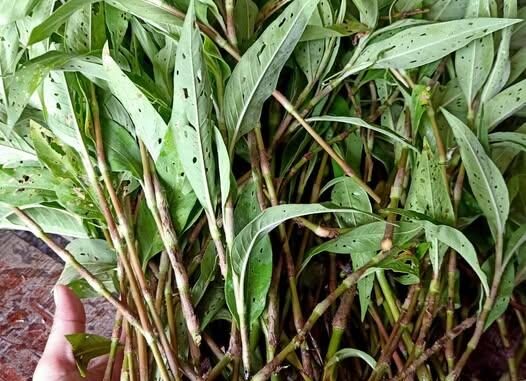 Vị thuốc Nghể răm Vị thuốc Nghể răm