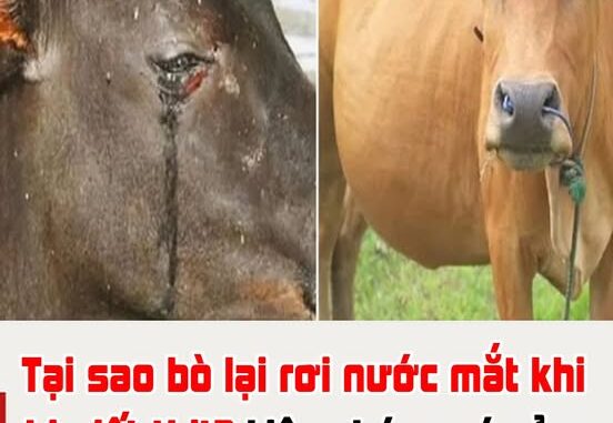 Tại sao bò lại rơi nước mắt khi bị giết thịt? Liệu chúng có cảm xúc như con người? Tại sao bò lại rơi nước mắt khi bị giết thịt? Liệu chúng có cảm xúc như con người?