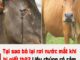Tại sao bò lại rơi nước mắt khi bị giết thịt? Liệu chúng có cảm xúc như con người?
