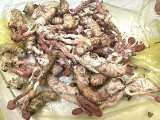 Ăn “đông trùng hạ thảo” mọc trên nhộng ve, 1 người nguy kịch