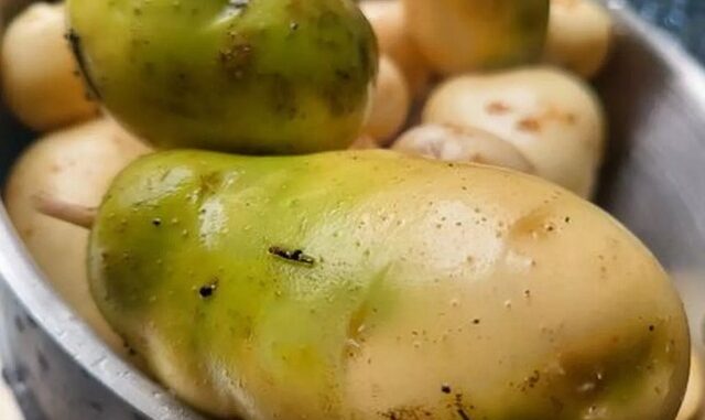 4 loại rau củ đầy độc tố, đã không bổ béo còn phá nội tạng, “cấu kết” với tế bào u-ng th-ư nhưng nhà nào cũng có 4 loại rau củ đầy độc tố, đã không bổ béo còn phá nội tạng, “cấu kết” với tế bào u-ng th-ư nhưng nhà nào cũng có