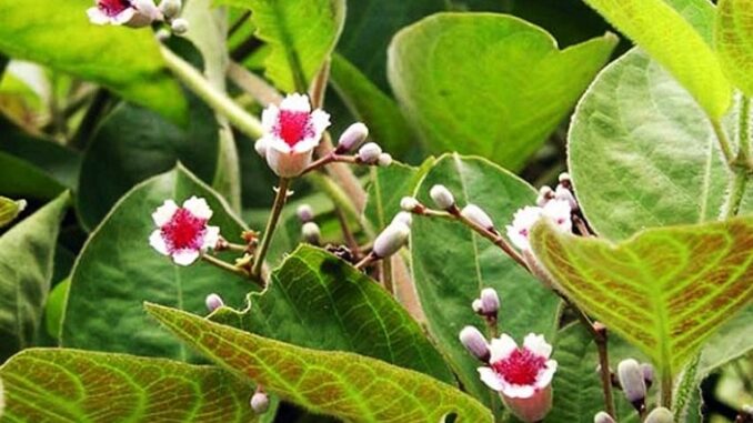 Loại lá mọc ở bờ tường, bờ bụi được coi là “linh hồn” khi ăn kèm thịt chó, có 21 công dụng tuyệt vời Loại lá mọc ở bờ tường, bờ bụi được coi là “linh hồn” khi ăn kèm thịt chó, có 21 công dụng tuyệt vời