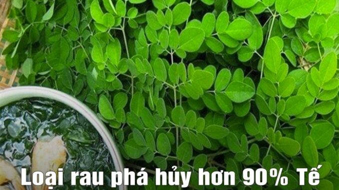 Loại rau p-h-á h-ủ-y hơn 90% Tế Bào ung thư trong vòng 48h mà người Việt cứ ngỡ là rau dại mọc đầy đường Loại rau p-h-á h-ủ-y hơn 90% Tế Bào ung thư trong vòng 48h mà người Việt cứ ngỡ là rau dại mọc đầy đường