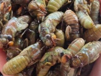 Ngộ độc ve sầu có nguy hiểm không? Những lưu ý khi ăn côn trùng
