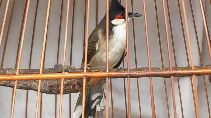 Huế: Mang chim cảnh đi uống cà phê phải chứng minh nguồn gốc Huế: Mang chim cảnh đi uống cà phê phải chứng minh nguồn gốc