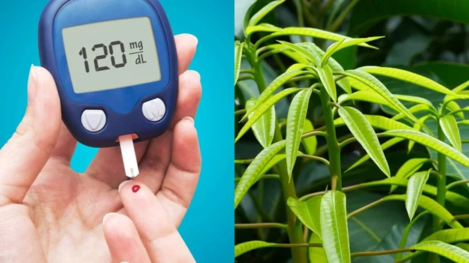 Bất ngờ với những lợi ích từ lá xoài Bất ngờ với những lợi ích từ lá xoài