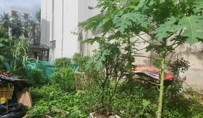 Có phải đền bù hoa màu khi lấy lại đất? Có phải đền bù hoa màu khi lấy lại đất?