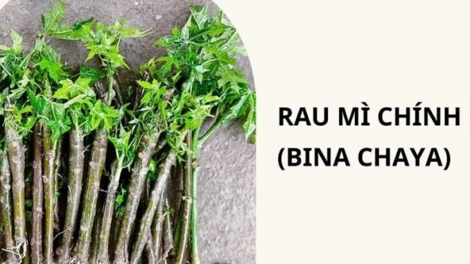 Cây rau mì chính ăn có tốt không? những ai không nên ăn? cách chế biến ra sao? Cây rau mì chính ăn có tốt không? những ai không nên ăn? cách chế biến ra sao?