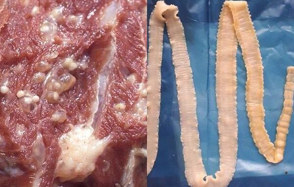 Mẹo phân biệt thịt lợn, thịt bò sạch và thịt có chứa giun sán, chỉ nhìn qua 3 giây là biết Mẹo phân biệt thịt lợn, thịt bò sạch và thịt có chứa giun sán, chỉ nhìn qua 3 giây là biết