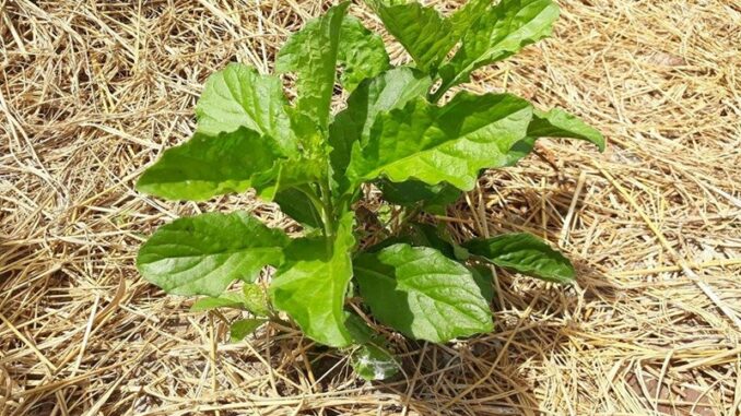 Cây Cải trời: Loại dược liệu có nhiều tác dụng chữa bệnh Cây Cải trời: Loại dược liệu có nhiều tác dụng chữa bệnh